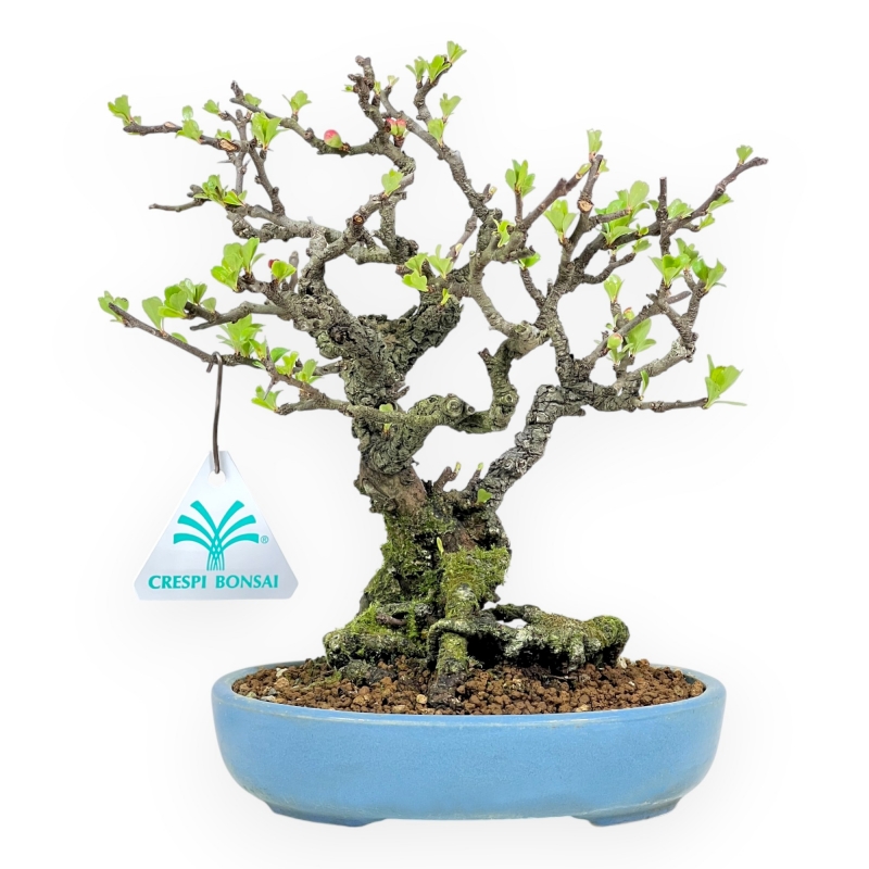 Chaenomeles Chojubai - Cotogno - 22 cm