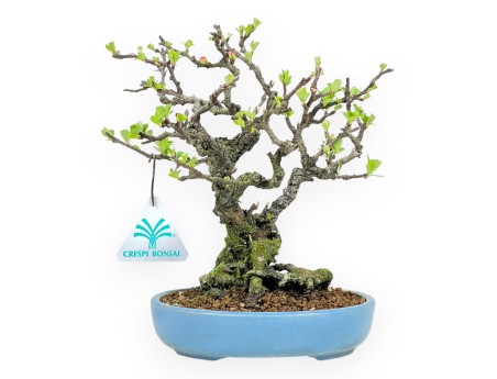 Chaenomeles Chojubai - Coing Asiatique - 22 cm