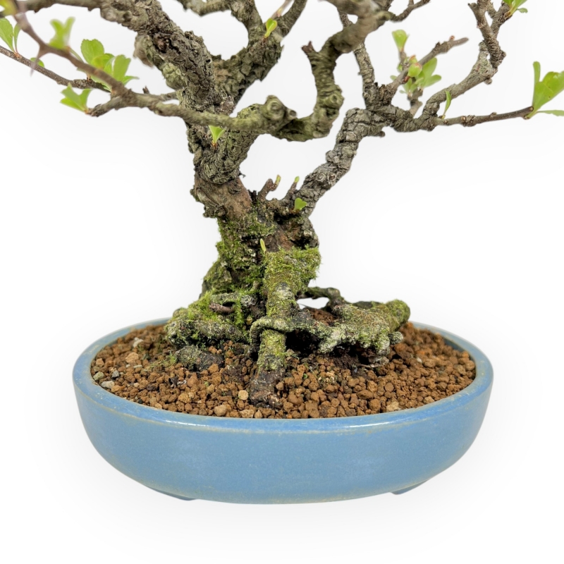 Chaenomeles Chojubai - Asian Quince - 22 cm