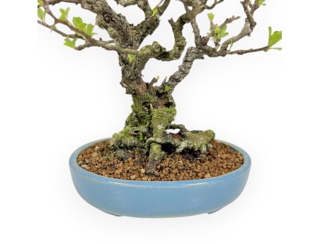 Chaenomeles Chojubai - Coing Asiatique - 22 cm