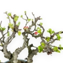 Chaenomeles Chojubai - Asian Quince - 22 cm