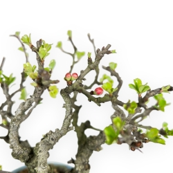 Chaenomeles Chojubai - Asian Quince - 22 cm