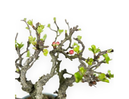 Chaenomeles Chojubai - Asian Quince - 22 cm