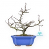 Chaenomeles Chojubai - Asian Quince - 26,5 cm