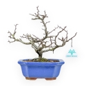 Chaenomeles Chojubai - Asian Quince - 26,5 cm