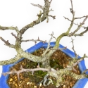 Chaenomeles Chojubai - Asian Quince - 26,5 cm