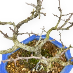Chaenomeles Chojubai - Cotogno - 26,5 cm