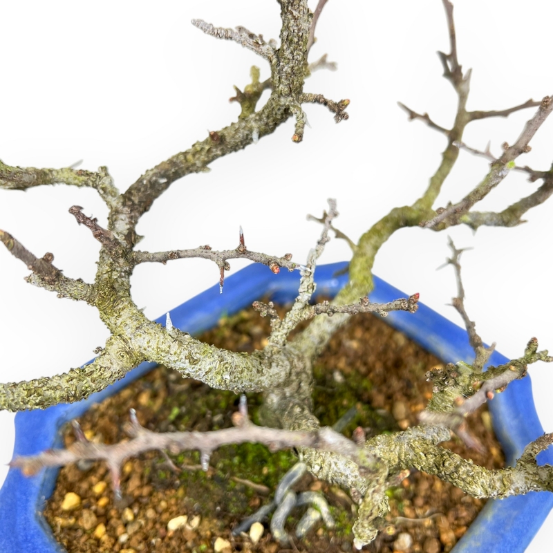 Chaenomeles Chojubai - Asian Quince - 26,5 cm