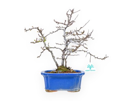 Chaenomeles Chojubai - Cotogno - 30 cm