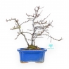 Chaenomeles Chojubai - Asian Quince - 30 cm