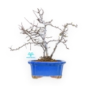Chaenomeles Chojubai - Asian Quince - 30 cm