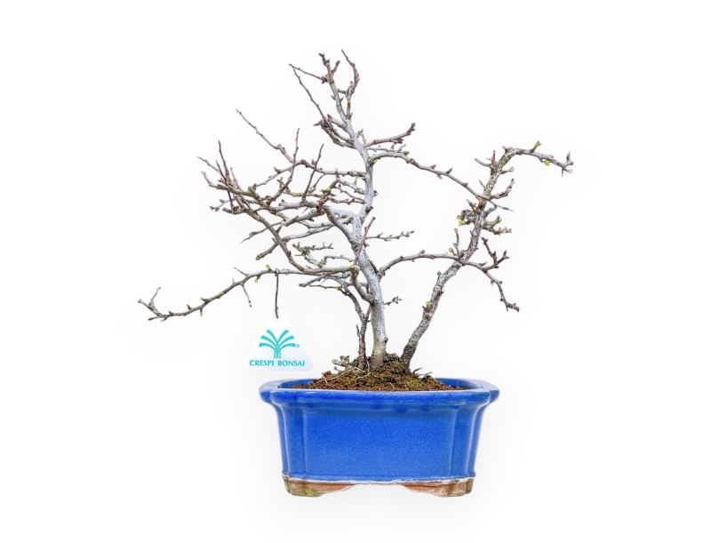 Chaenomeles Chojubai - Cotogno - 30 cm