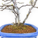 Chaenomeles Chojubai - Asian Quince - 30 cm