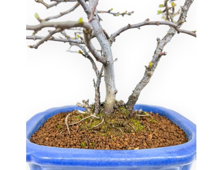 Chaenomeles Chojubai - Asian Quince - 30 cm