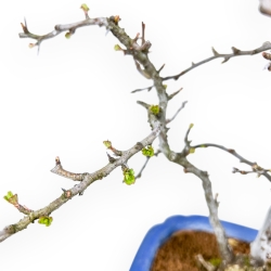 Chaenomeles Chojubai - Asian Quince - 30 cm