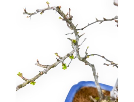 Chaenomeles Chojubai - Coing Asiatique - 30 cm