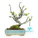 Pseudocydonia Chinensis - Apple Tree - 18 cm