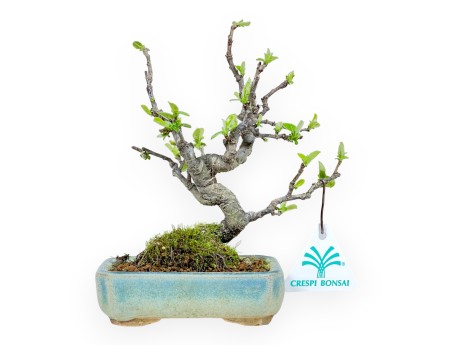 Pseudocydonia Chinensis - Cotogno - 18 cm