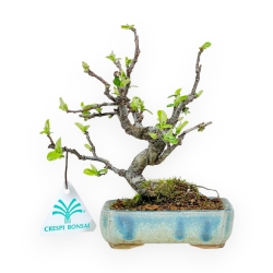 Pseudocydonia Chinensis - Apple Tree - 18 cm