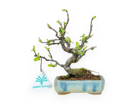 Pseudocydonia Chinensis - Apple Tree - 18 cm