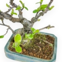 Pseudocydonia Chinensis - Apple Tree - 18 cm