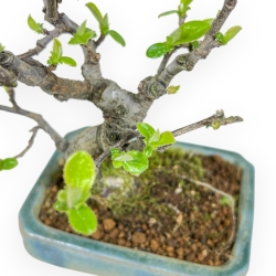 Pseudocydonia Chinensis - Apple Tree - 18 cm