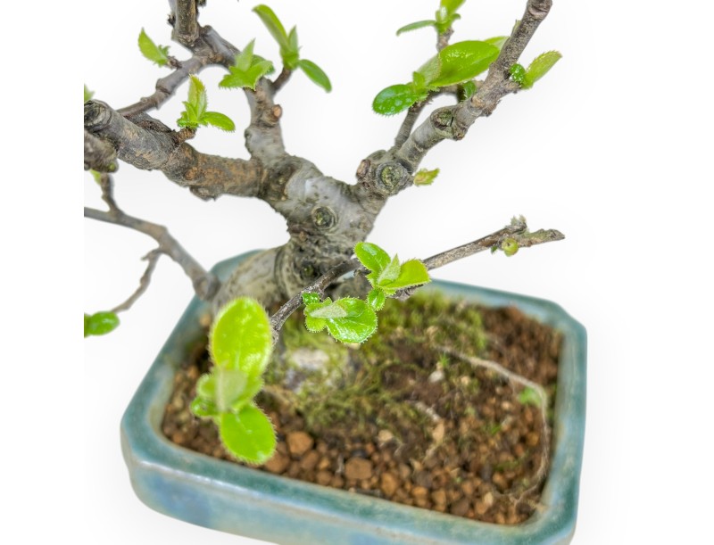 Pseudocydonia Chinensis - Cognassier - 18 cm