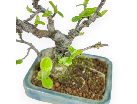 Pseudocydonia Chinensis - Apple Tree - 18 cm