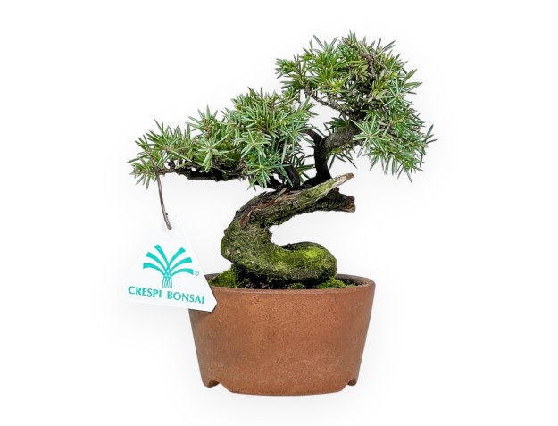 Juniperus Rigida - Ginepro - 16 cm