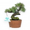 Juniperus Rigida - Wacholder - 16 cm