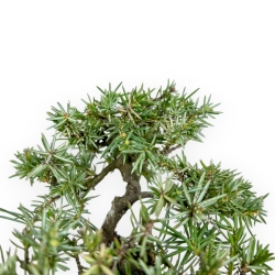 Juniperus Rigida - Enebro - 16 cm
