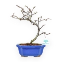 Chaenomeles Chojubai - Cotogno - 29 cm