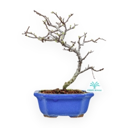 Chaenomeles Chojubai - Cotogno - 29 cm