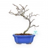 Chaenomeles Chojubai - Asian Quince - 29 cm
