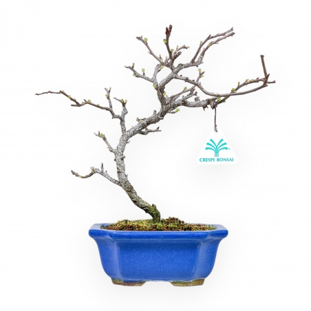 Chaenomeles Chojubai - Coing Asiatique - 29 cm