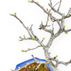 Chaenomeles Chojubai - Cotogno - 29 cm