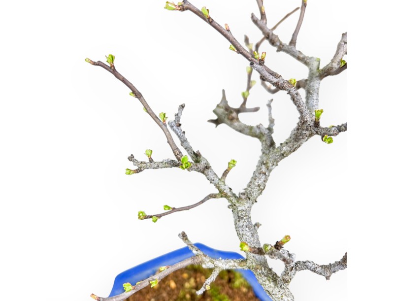 Chaenomeles Chojubai - Cotogno - 29 cm