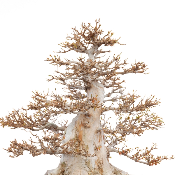 Acer buergerianum - Maple - 73 cm