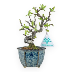 Pseudocydonia Chinensis - Cotogno - 19 cm