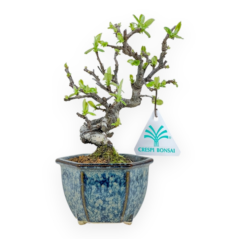 Pseudocydonia Chinensis - Apple Tree - 19 cm