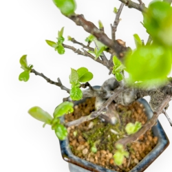 Pseudocydonia Chinensis - Apple Tree - 19 cm