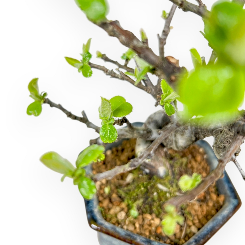 Pseudocydonia Chinensis - Apple Tree - 19 cm