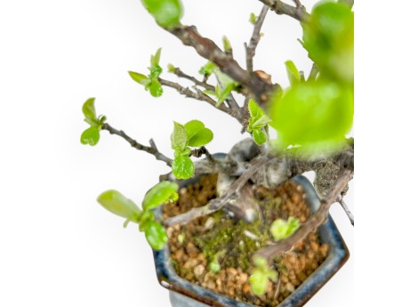 Pseudocydonia Chinensis - Cognassier - 19 cm