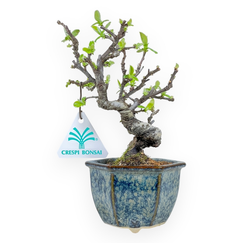 Pseudocydonia Chinensis - Apple Tree - 19 cm