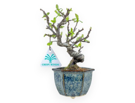 Pseudocydonia Chinensis - Cotogno - 19 cm