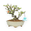 Chaenomeles Chojubai - Asian Quince - 20 cm