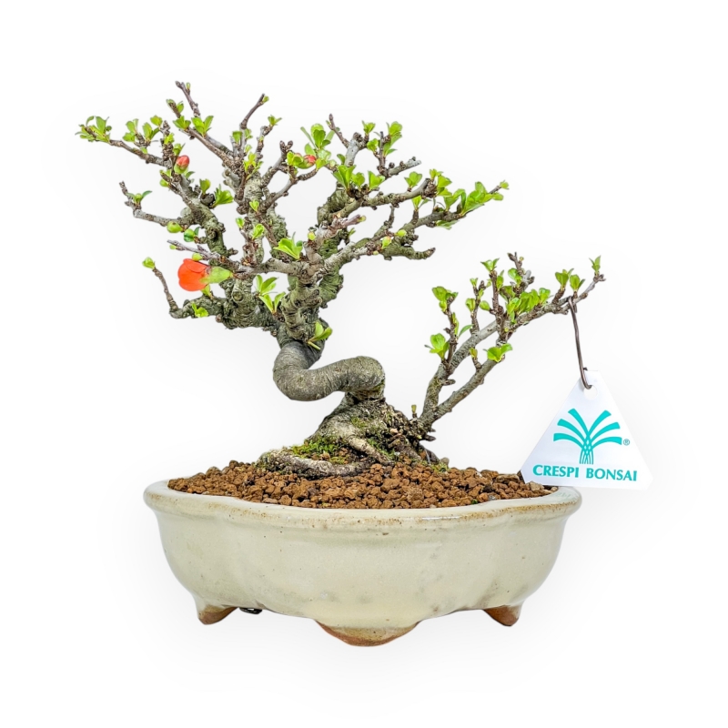 Chaenomeles Chojubai - Asian Quince - 20 cm
