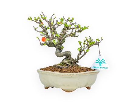 Chaenomeles Chojubai - Coing Asiatique - 20 cm
