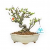 Chaenomeles Chojubai - Asian Quince - 20 cm