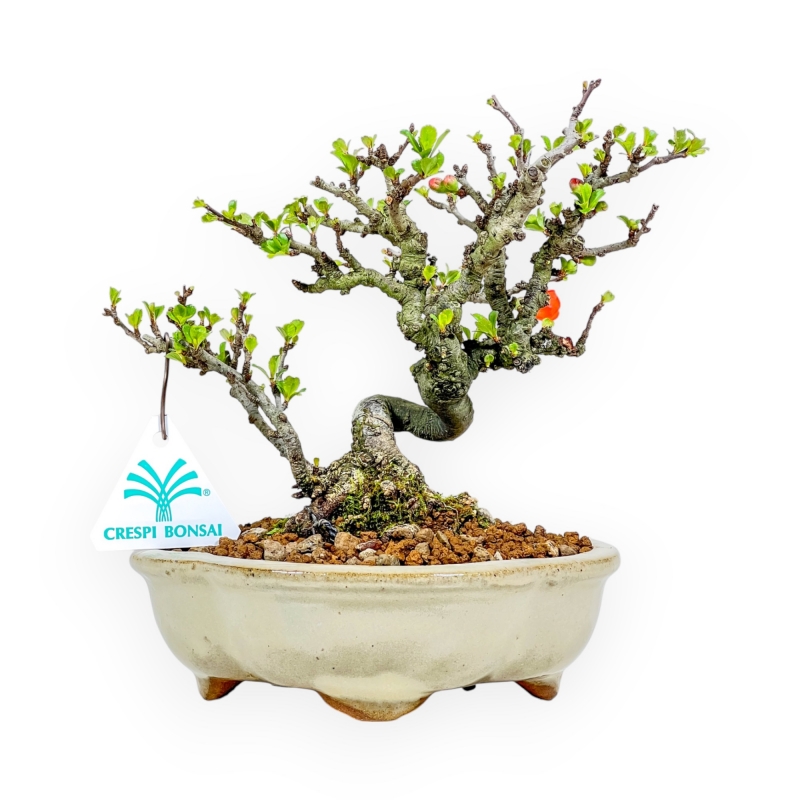 Chaenomeles Chojubai - Asian Quince - 20 cm